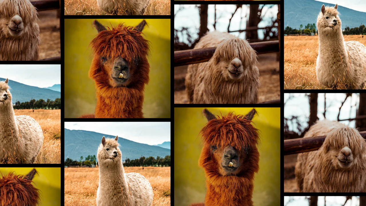 Infinite Scrollable and Draggable WebGL Grid