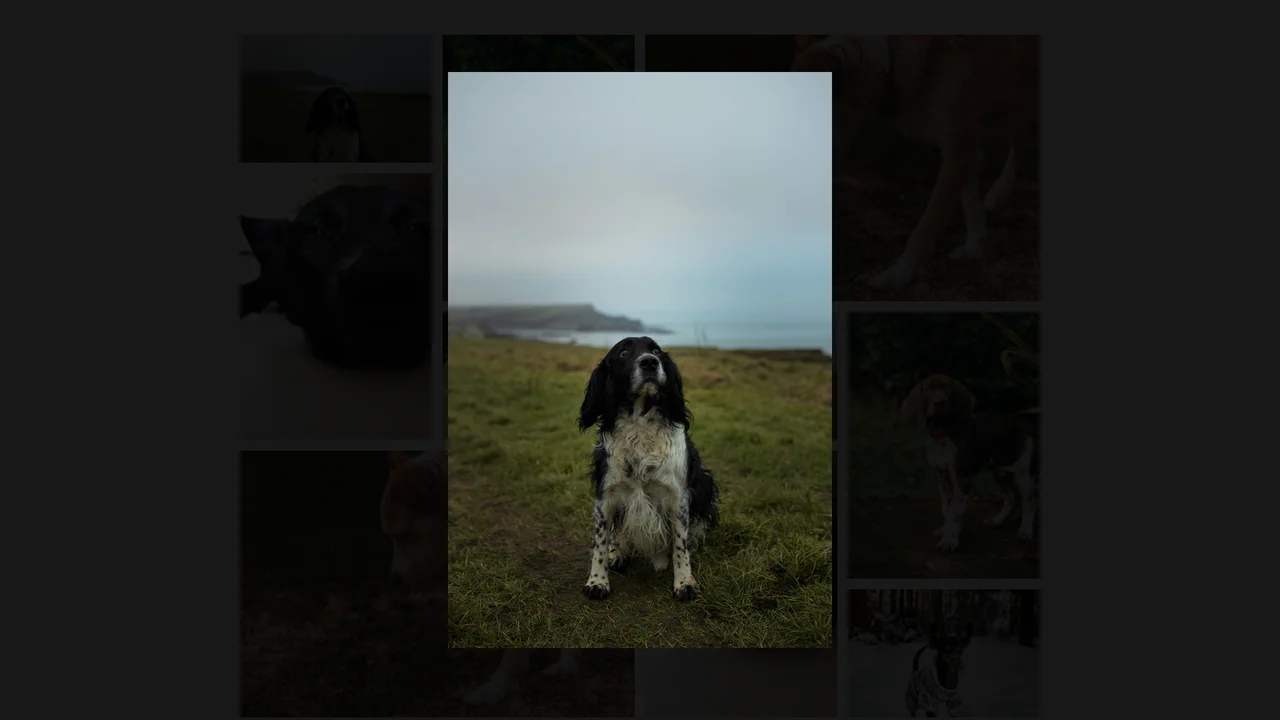 Alpine.js and Tailwind Image Gallery