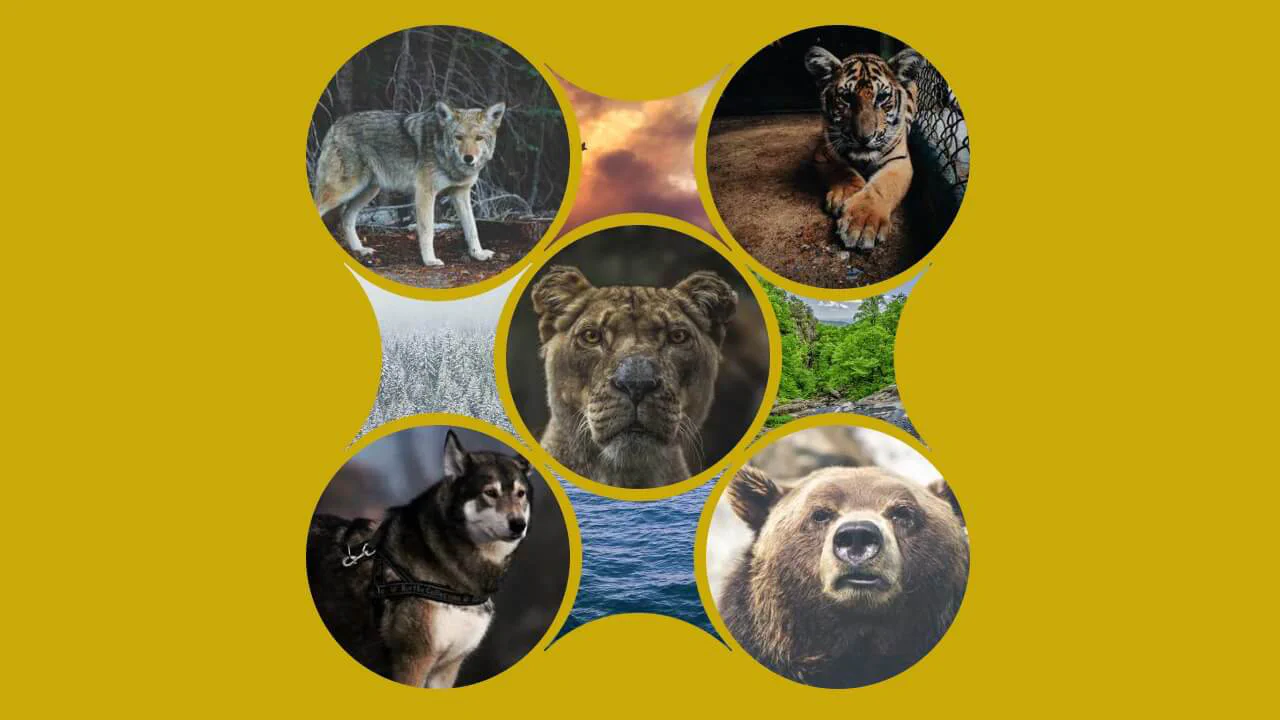 Fancy Grid of Images