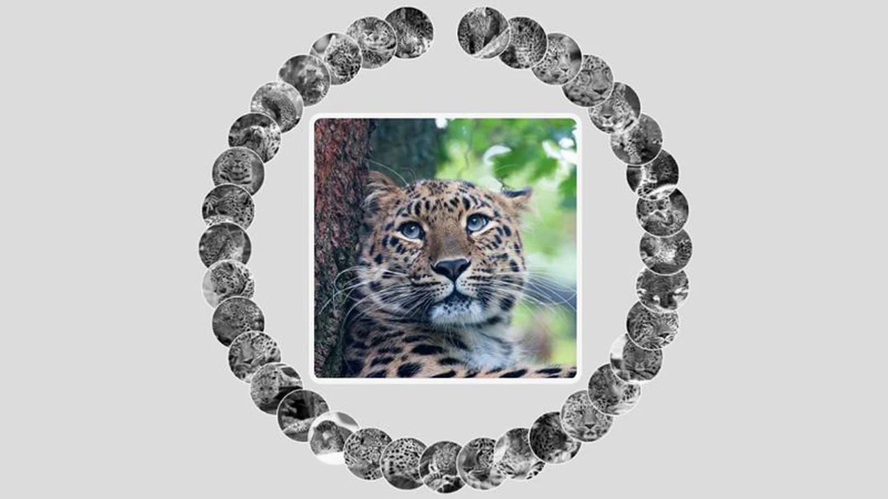 Amur Leopard Image Gallery With CSS Vars