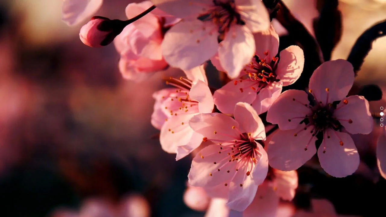 Fullscreen Slider
