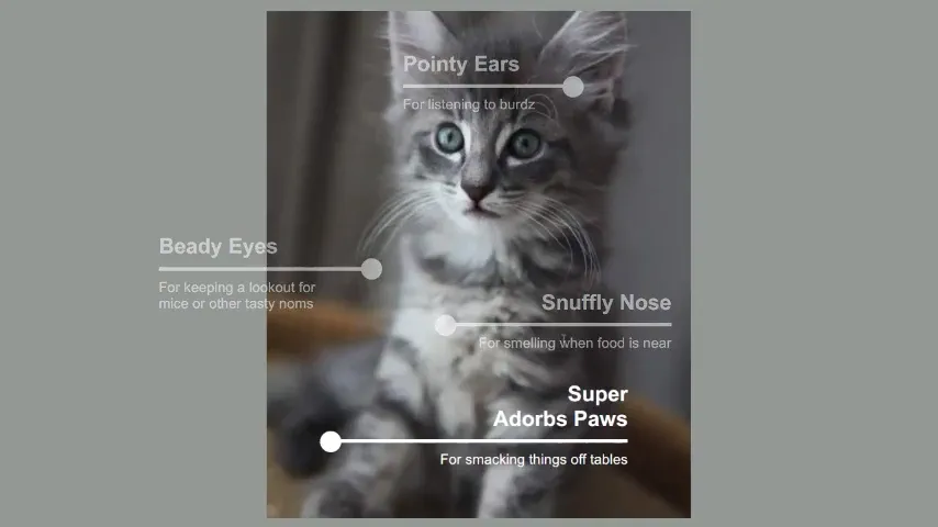 Cat Tips